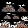 Clumps Of Decorative Ornamental Grasses With Feathery Plumes In Brown Gray And White