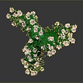 Elegant Vibrant Flowering Plant With Lush Green Leaves And Delicate Pink Flowers