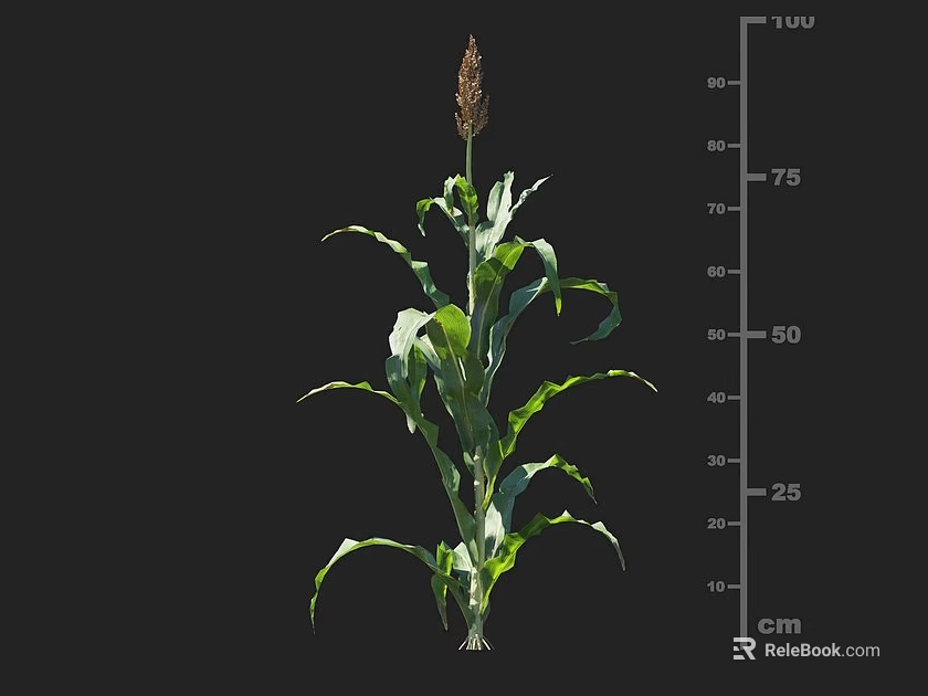 Green Leaf Corn Plant Displaying Growth Height Measurement From 10 To 90 Cm 3d model 