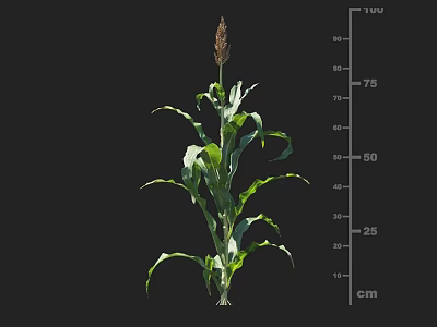Green Leaf Corn Plant Displaying Growth Height Measurement From 10 To 90 Cm 3d model