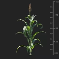 Green Leaf Corn Plant Displaying Growth Height Measurement From 10 To 90 Cm