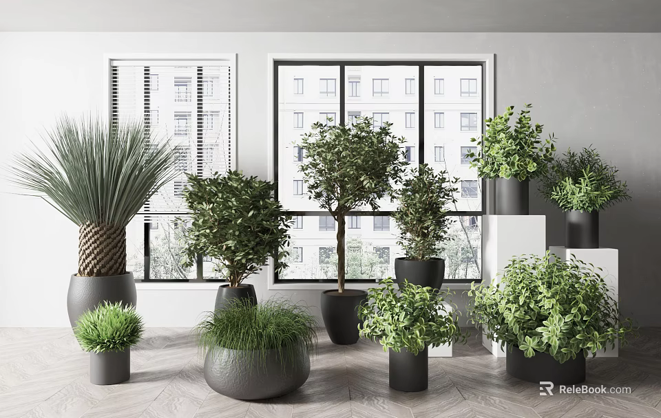 Indoor Various Potted Plants With Black And Gray Pots Near Window Building View 3d model 