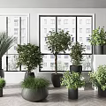 Indoor Various Potted Plants With Black And Gray Pots Near Window Building View