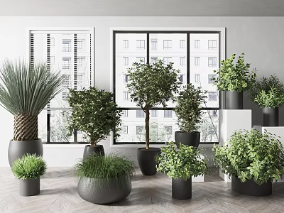 Indoor Various Potted Plants With Black And Gray Pots Near Window Building View 3d model