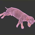 Realistic Brown And Orange Dachshund Lying Relaxed On Black Background