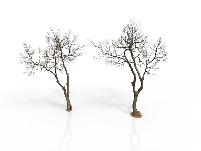Leafless Trees With Trunks And Branches On White Background With Reflections 3d model