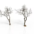 Leafless Trees With Trunks And Branches On White Background With Reflections