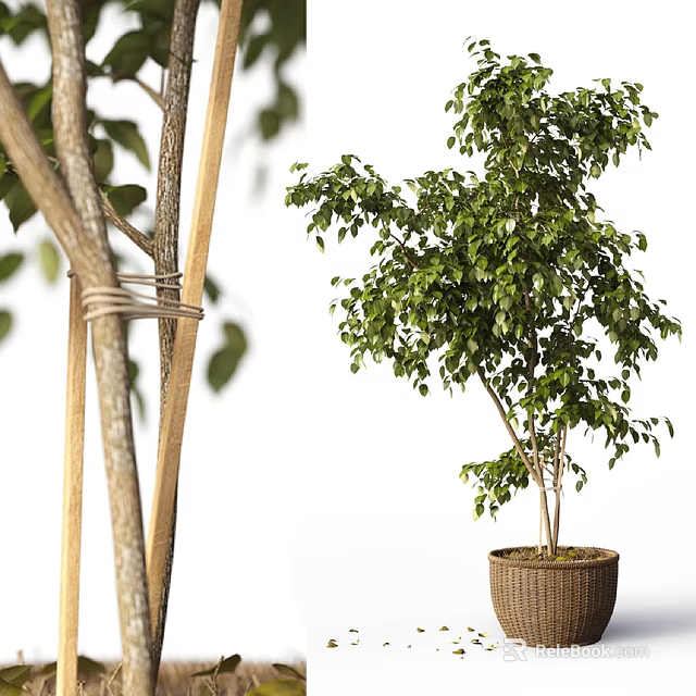 Bonsai Potted Plant With Lush Green Leaves In Wicker Basket For Indoor Decoration 3d model 