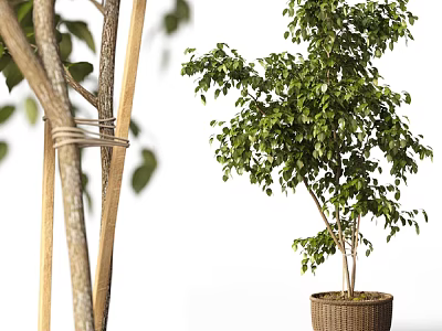 Bonsai Potted Plant With Lush Green Leaves In Wicker Basket For Indoor Decoration 3d model