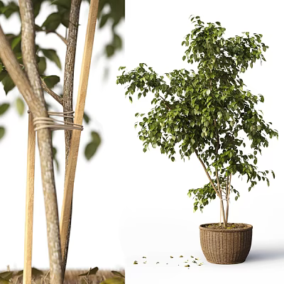 Bonsai Potted Plant With Lush Green Leaves In Wicker Basket For Indoor Decoration 3d model