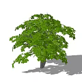 Lush Green Foliage Tree With Brown Trunk And Natural Shadow