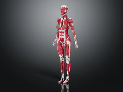 Human Organs And Hair Structure Anatomical 3D Model Scientific Educational 3d model