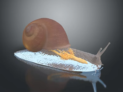 Brown Shell Snail On White Platform With Orange Tentacles And Reflection 3d model