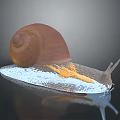 Brown Shell Snail On White Platform With Orange Tentacles And Reflection