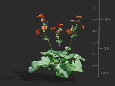 Lush Garden Plants Featuring Red Flowers Green Leaves And Height Measurement Scale 3d model