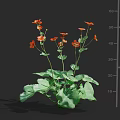 Lush Garden Plants Featuring Red Flowers Green Leaves And Height Measurement Scale