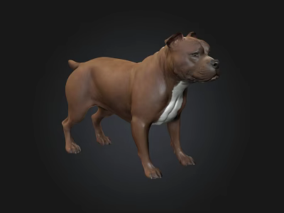 3D Model of Brown Staffordshire Bull Terrier in Standing Pose on Dark Background 3d model