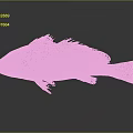 Reddish Brown Fish With Black Fins On Gray Background And Reflection