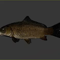 Brown and orange carp with open mouth and black fins on gray background with reflection