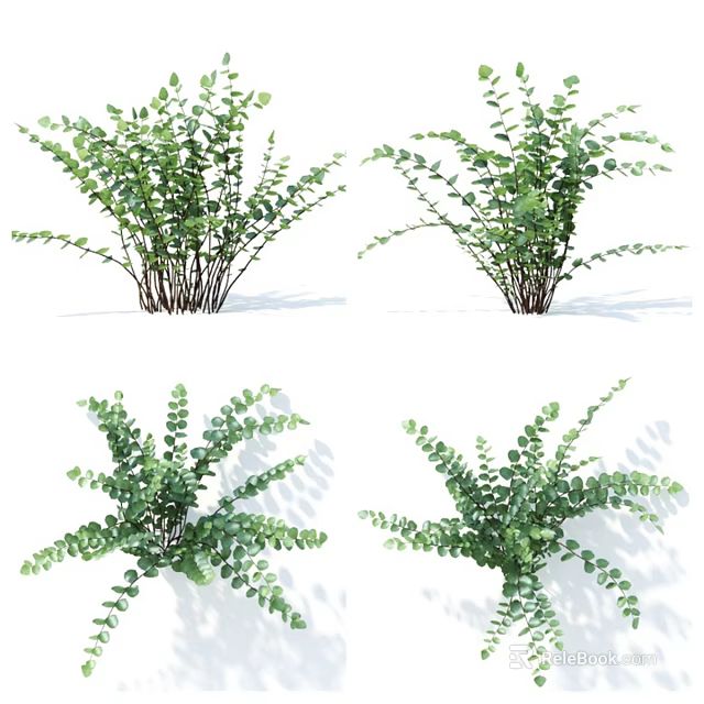 Green Decorative Plants With Round Oval Leaves And Slender Branches For Home Decoration 3d model 