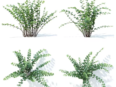 Green Decorative Plants With Round Oval Leaves And Slender Branches For Home Decoration 3d model