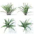 Green Decorative Plants With Round Oval Leaves And Slender Branches For Home Decoration