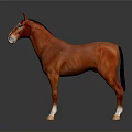 Red Horse with White Face and Legs Standing on Dark Background