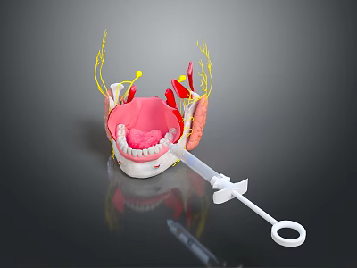 Anatomical Model of Human Head Organ with Teeth Gums Neural Fibers and Oral Tissues 3d model