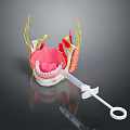 Anatomical Model of Human Head Organ with Teeth Gums Neural Fibers and Oral Tissues