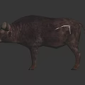 Realistic African Buffalo 3D Model With Large Horns And Shiny Floor