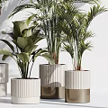Bonsai and Potted Green Plants with Lush Leaves in Textured White Pots for Indoor Decor