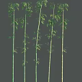 Tall Bamboo Stalks With Lush Green Leaves And Varying Heights In Natural Grove Setting