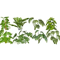 Various Green Tropical Plants with Lush Foliage and Diverse Leaf Shapes