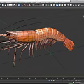 Fresh Raw Orange Striped Shrimp with Long Antennae on Black Background