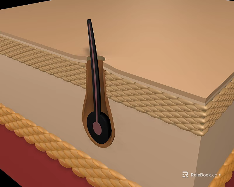 Hair Follicle Structure In Human Skin Cross Section With Layers And Anatomy 3d model 