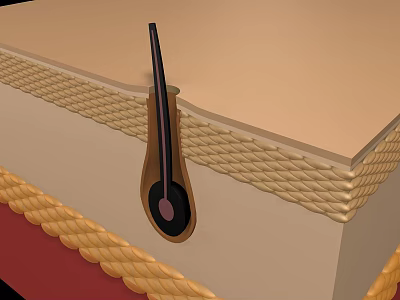 Hair Follicle Structure In Human Skin Cross Section With Layers And Anatomy 3d model