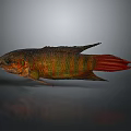 Colorful Striped Aquatic Fish With Green Red Body Patterns And Red Tail