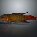 Fish Freshwater Fish Sea Fish Animal Game Animal Cartoon Animal Realistic Animal 3d model