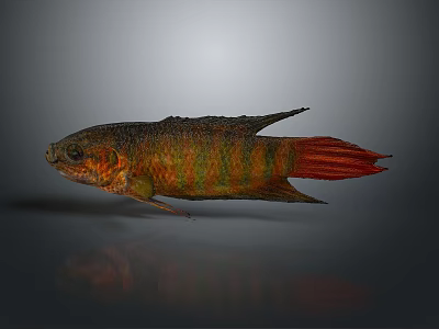 Colorful Striped Aquatic Fish With Green Red Body Patterns And Red Tail 3d model