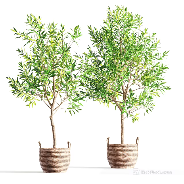 Pair of Olive Tree Bonsai Plants in Woven Baskets with Fresh Green Leaves 3d model 