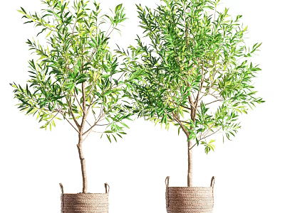 Pair of Olive Tree Bonsai Plants in Woven Baskets with Fresh Green Leaves 3d model