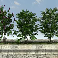 Three Flowering Trees with Purple White Blooms in Stone Planter Under Blue Sky