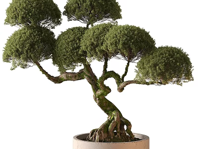 Artistic Bonsai Tree with Twisted Trunk Exposed Roots and Lush Green Foliage in Ceramic Pot 3d model