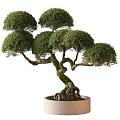 Artistic Bonsai Tree with Twisted Trunk Exposed Roots and Lush Green Foliage in Ceramic Pot