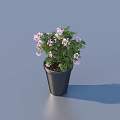Bonsai Potted Plant With Purple Flowers Green Leaves And Black Pot For Indoor Decor
