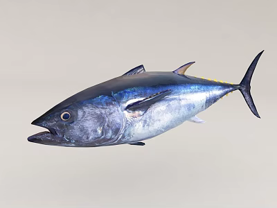 Glossy Blue And Silver Tuna Fish With Sharp Fins And Prominent Eyes 3d model