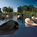 Ducks Swimming In Natural Water With Green Trees And Reflections