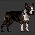 Boston Terrier Dog With Brown Black And White Coat Standing On Shiny Floor