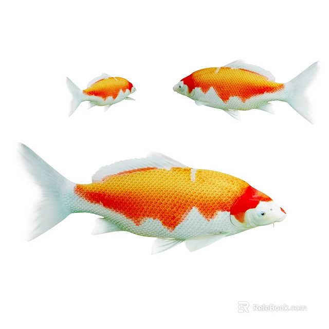 Colorful Three Orange and White Koi Fish Swimming in Clear Pond Water 3d model 