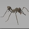 Brown 3D Rendered Ant With Large Mandibles Long Antennae Slender Legs Dark Background And Reflection